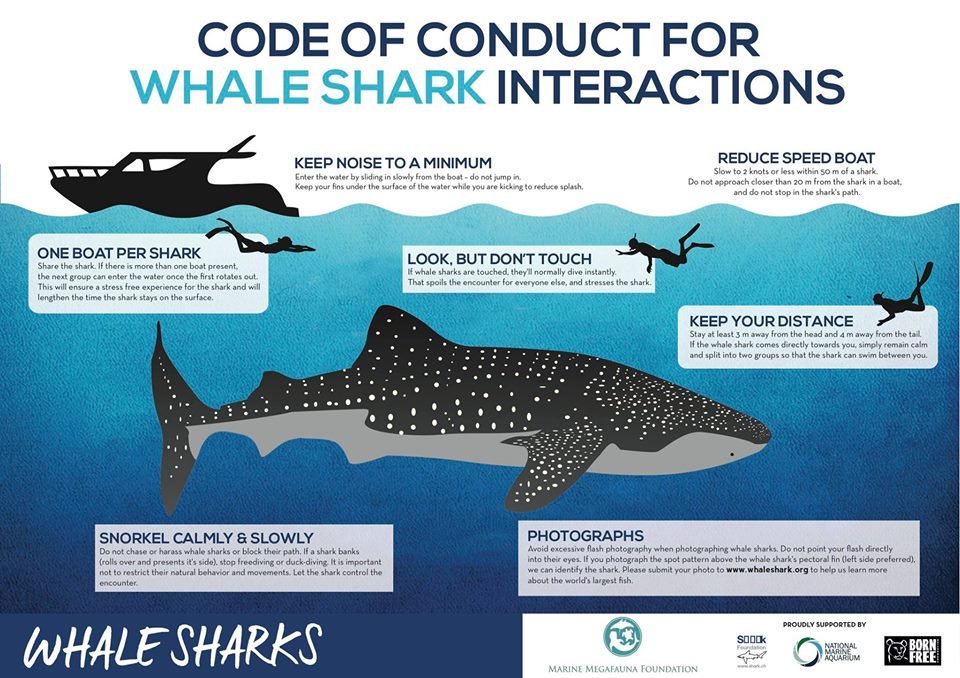 whale-shark-tour-guidlines-pic
