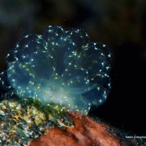 Cyerce elegans -Nudibranch siput laut yang mungil, seksi dan cantik