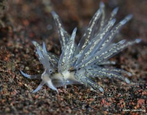 Favorinus sp -Nudibranch siput laut yang mungil, seksi dan cantik